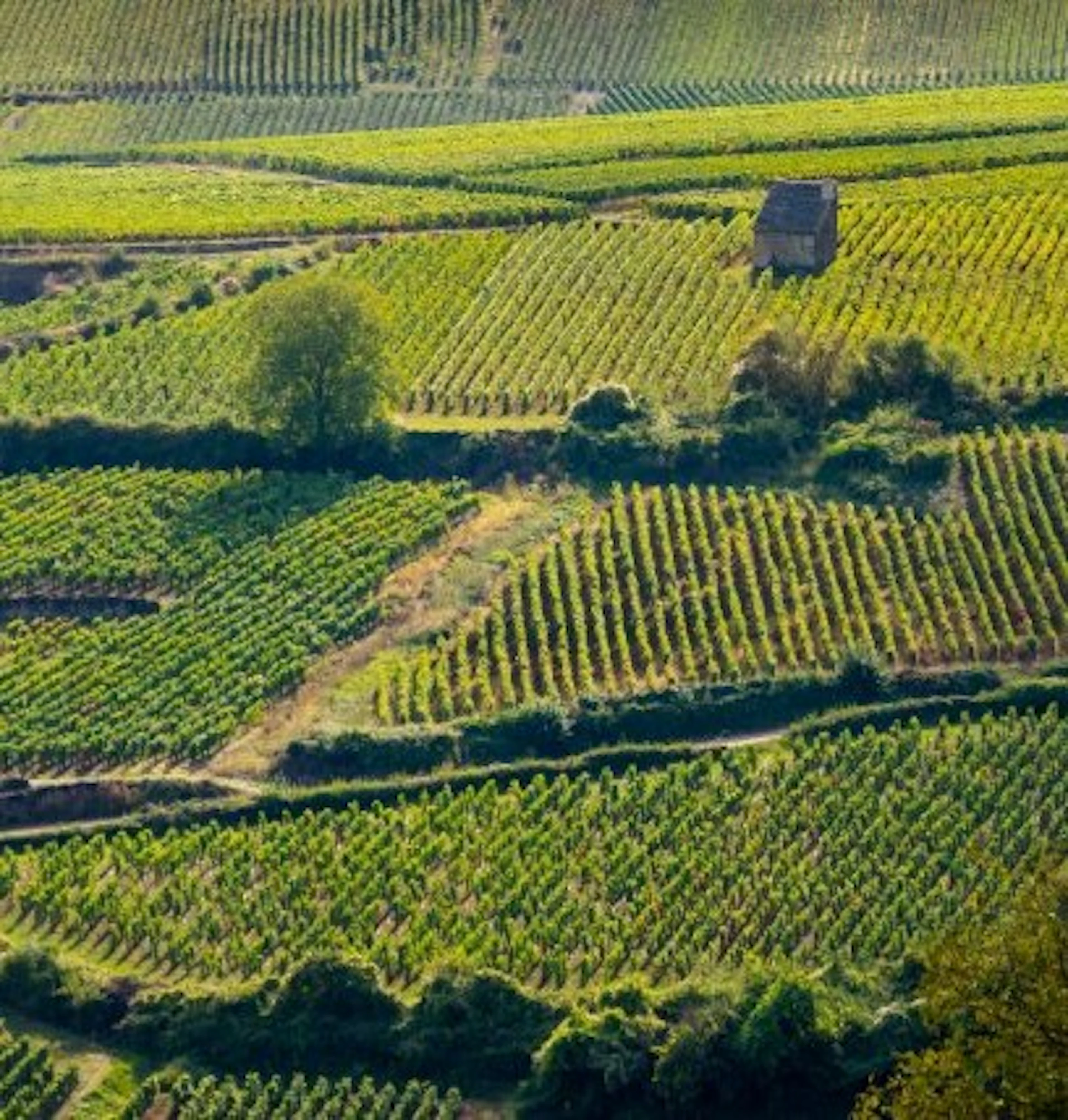 coteaux bourguignon