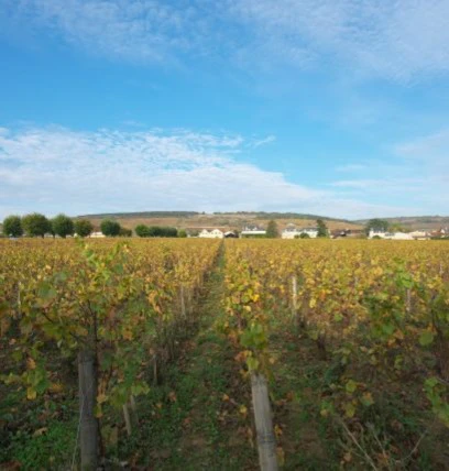 côte de nuits