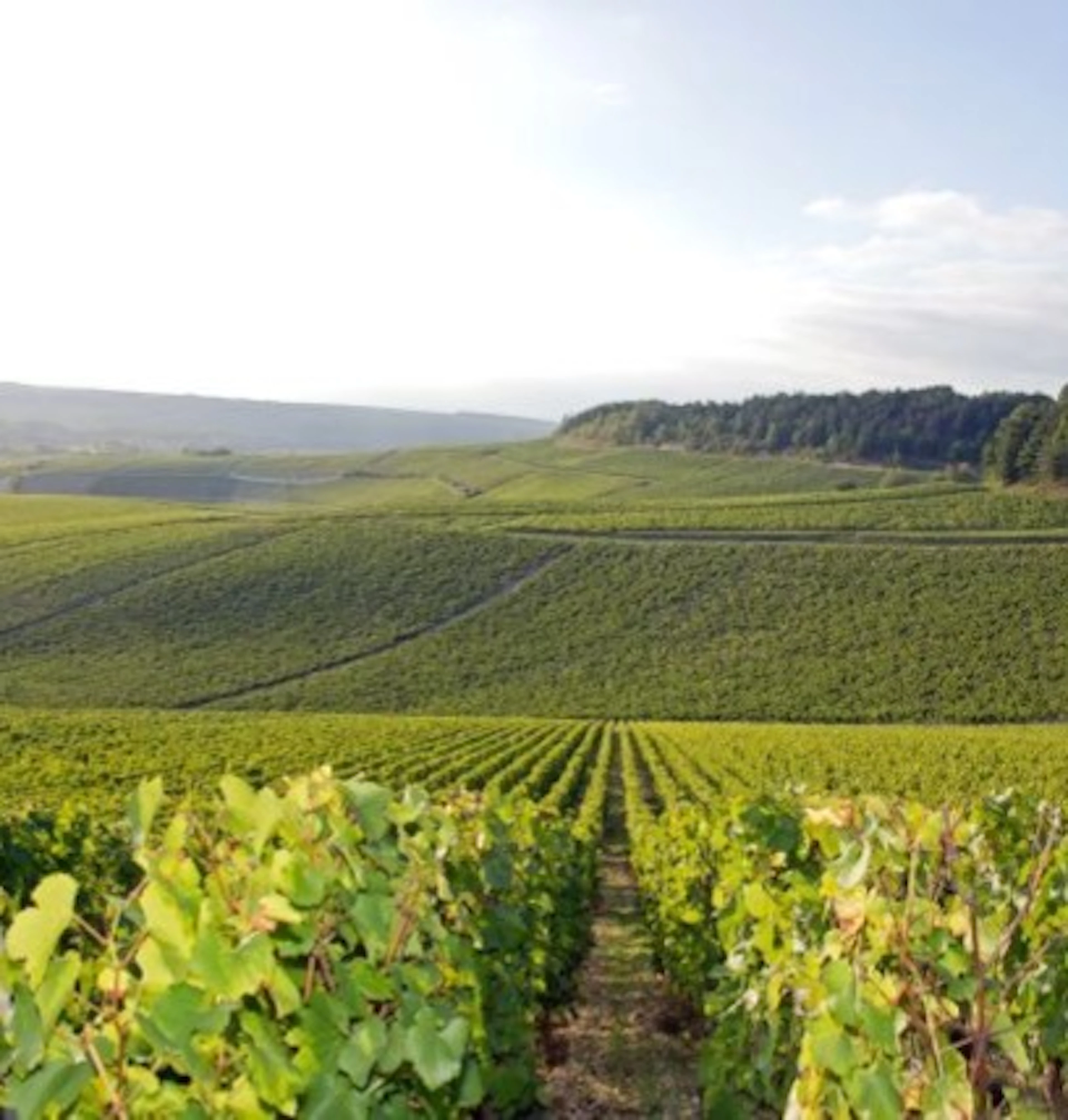 bourgogne passetoutgrain