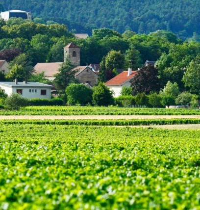 charmes-chambertin