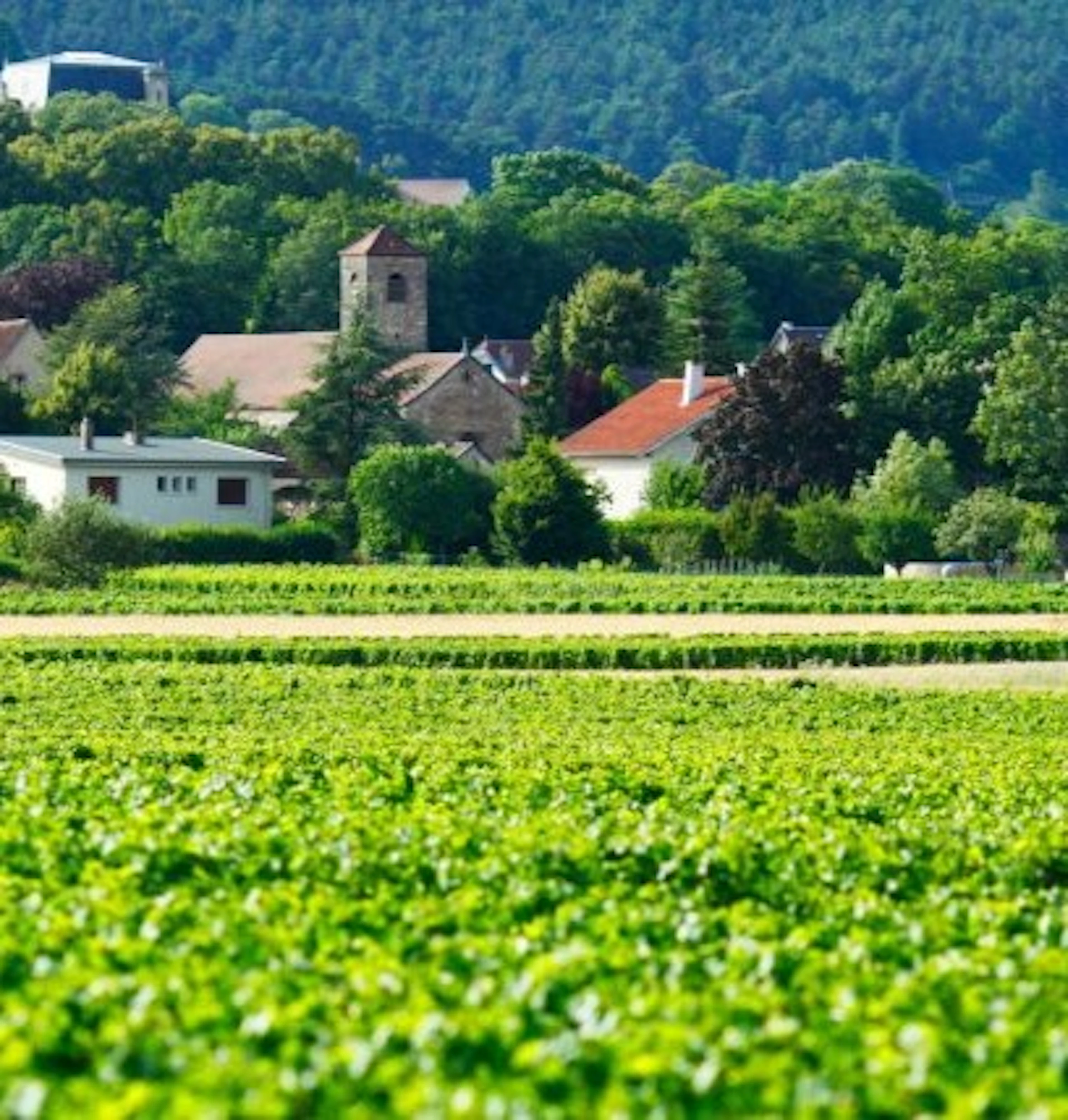 charmes-chambertin