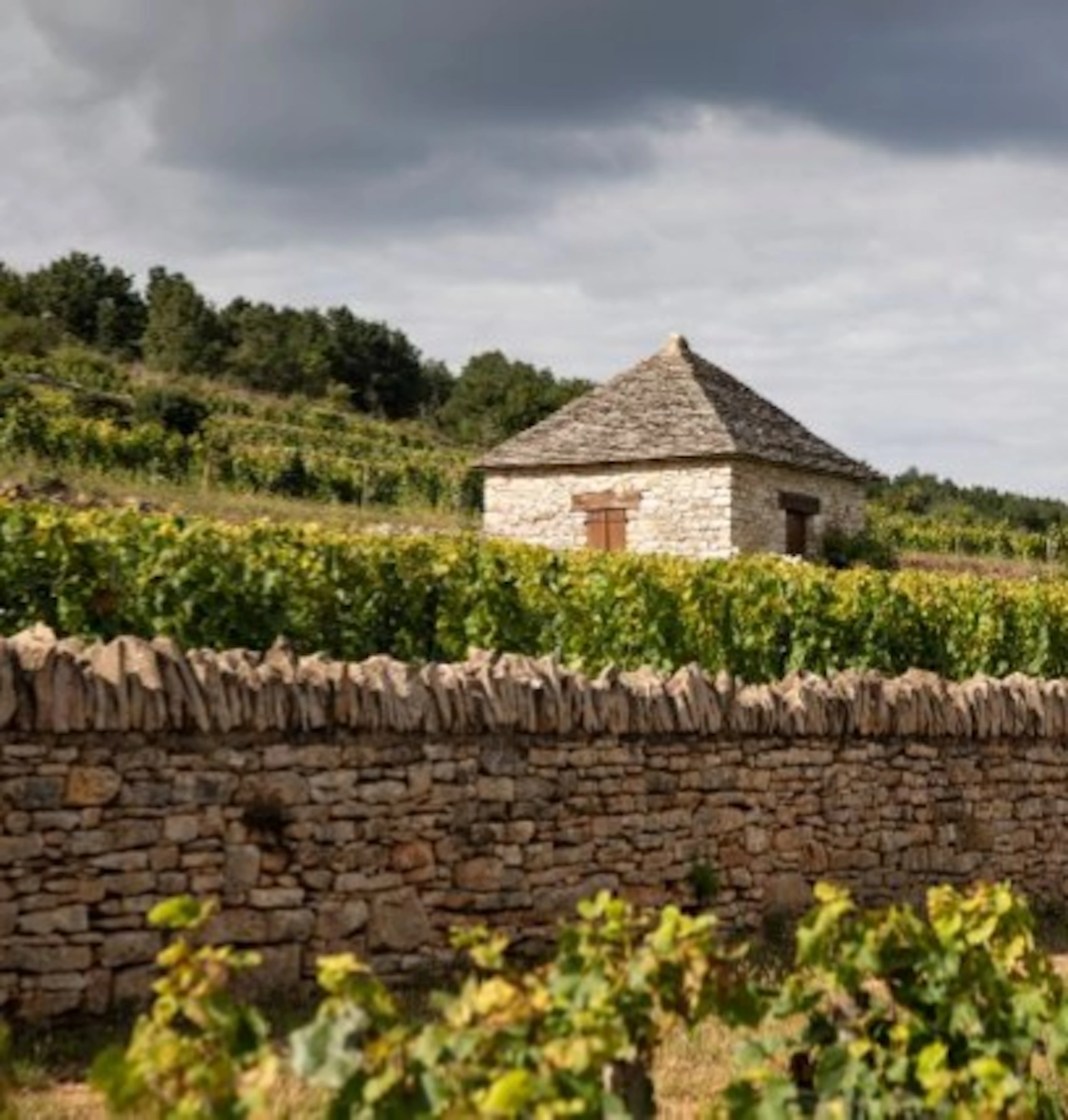 chassagne montrachet