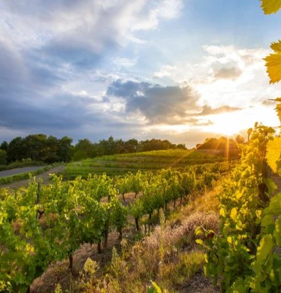 mazis-chambertin