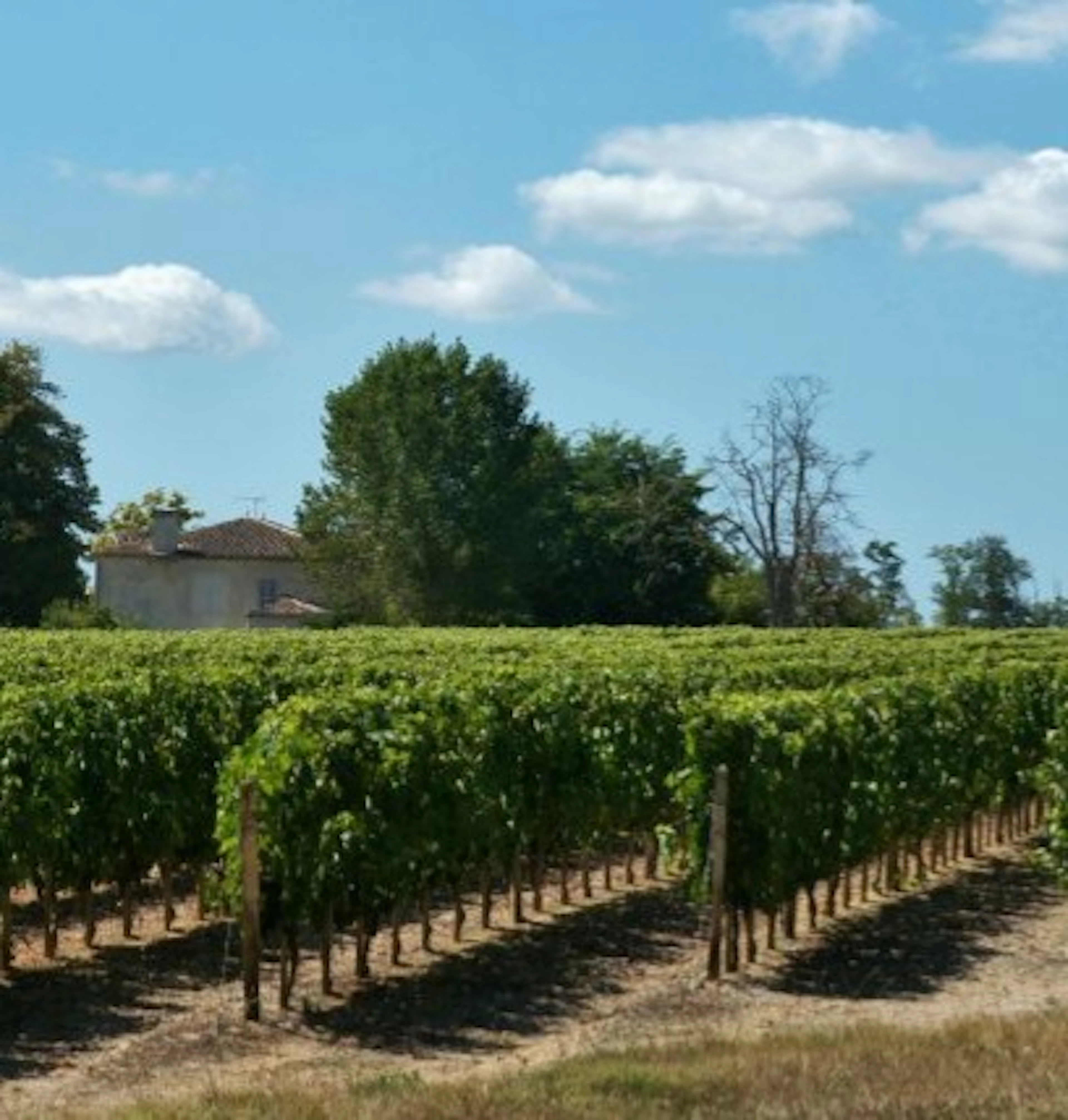 castillon côtes de bordeaux