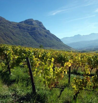 côte de bourg