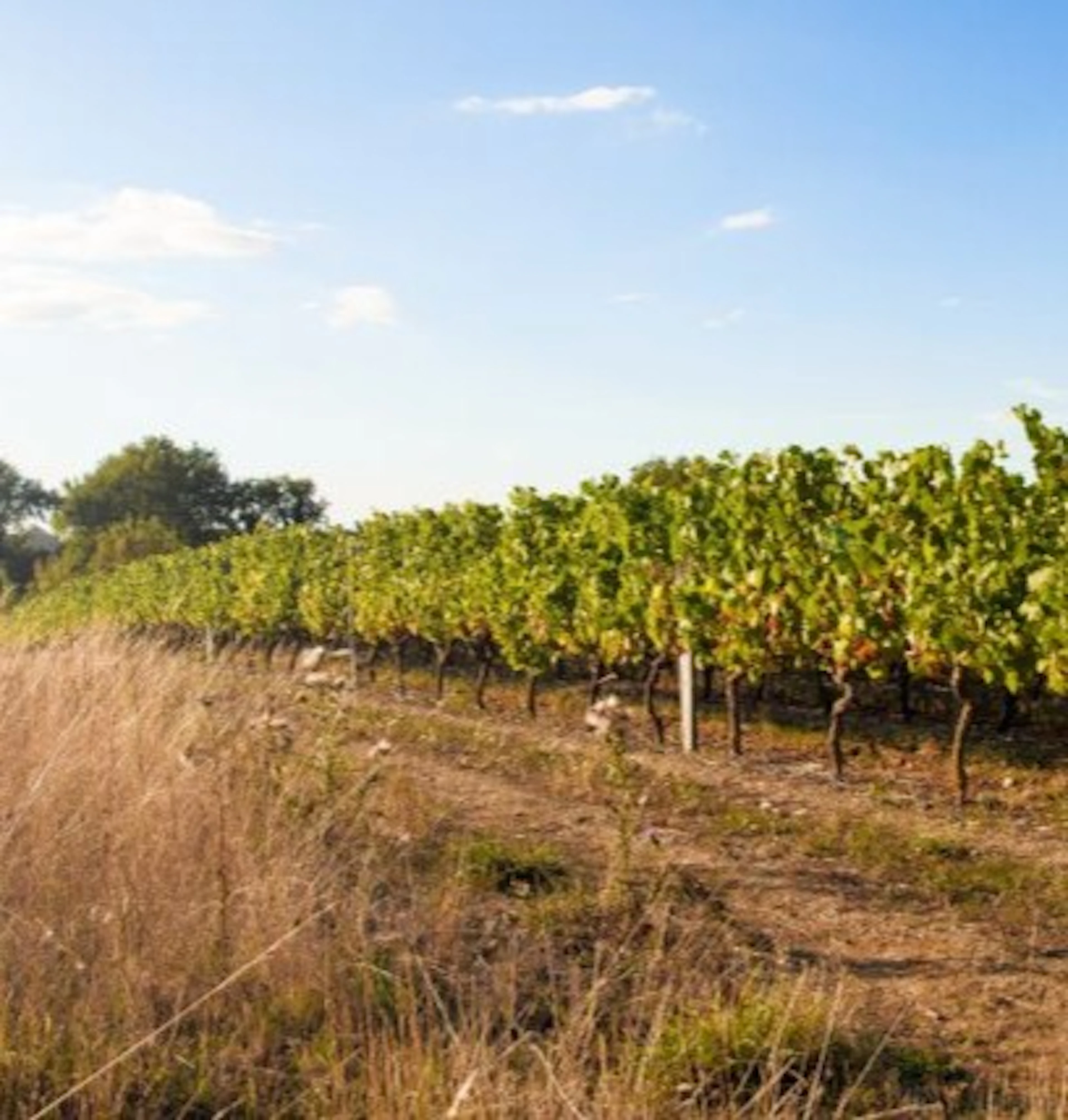 canon fronsac 