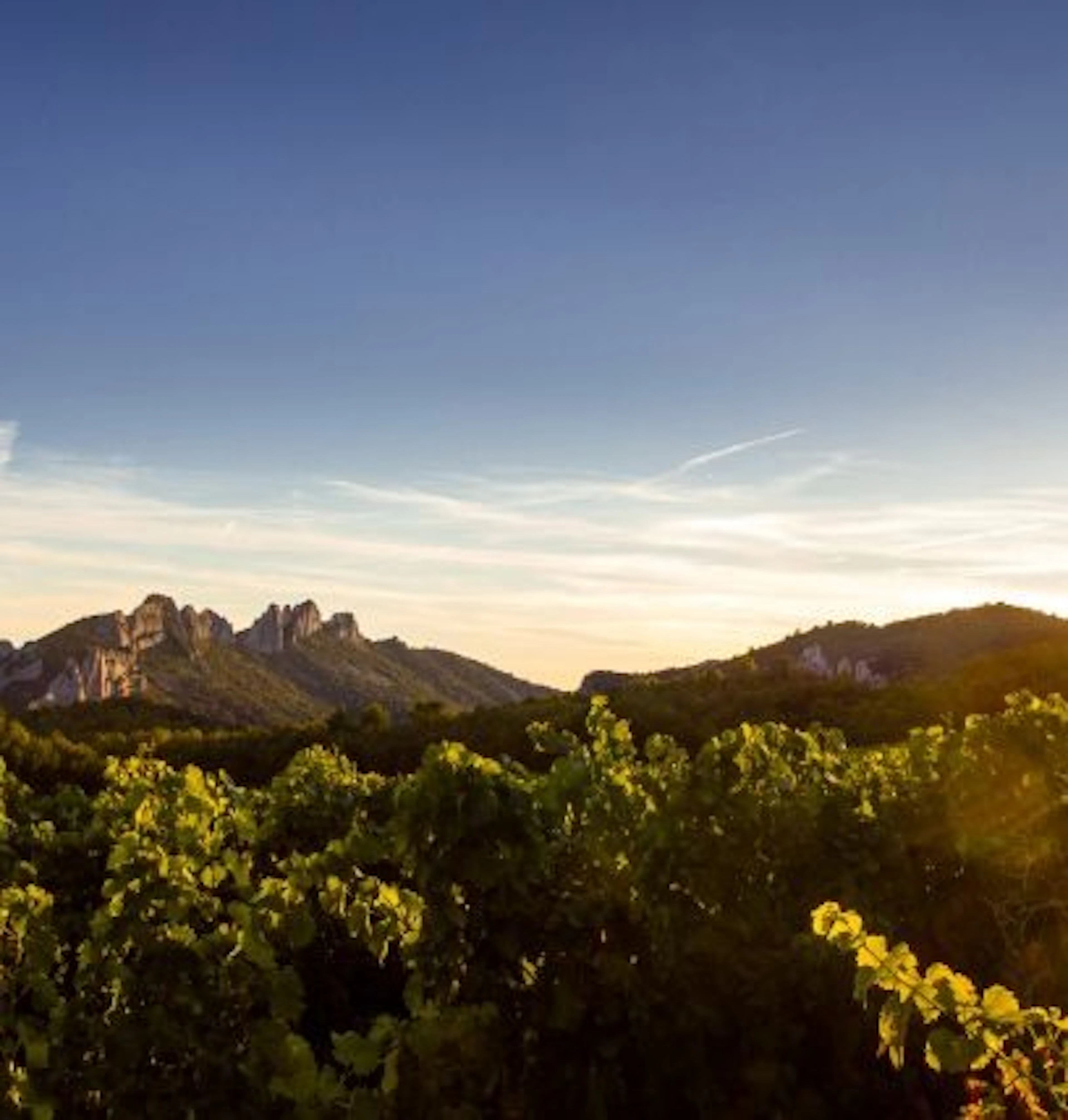 vaucluse