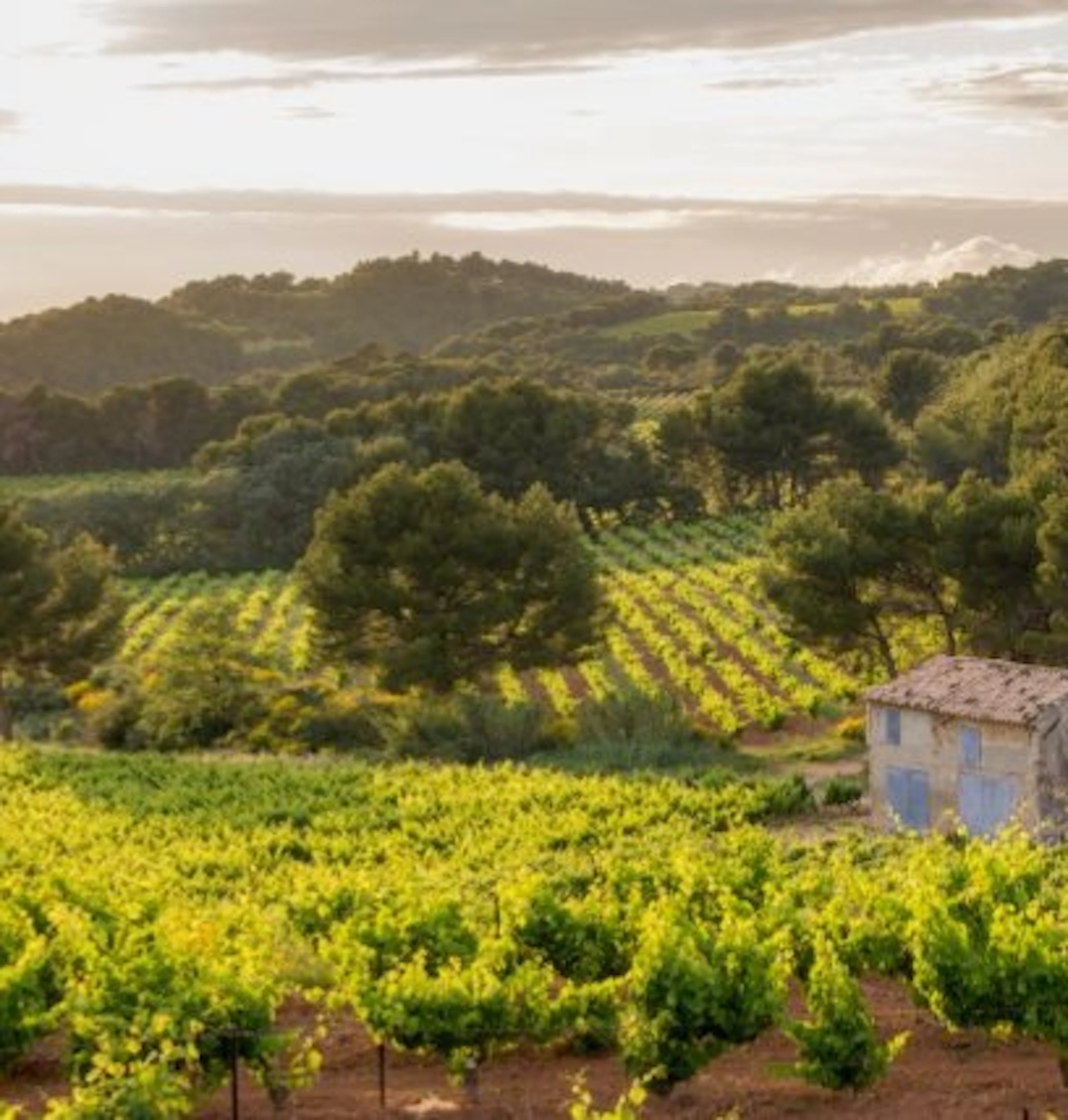collines rhodaniennes