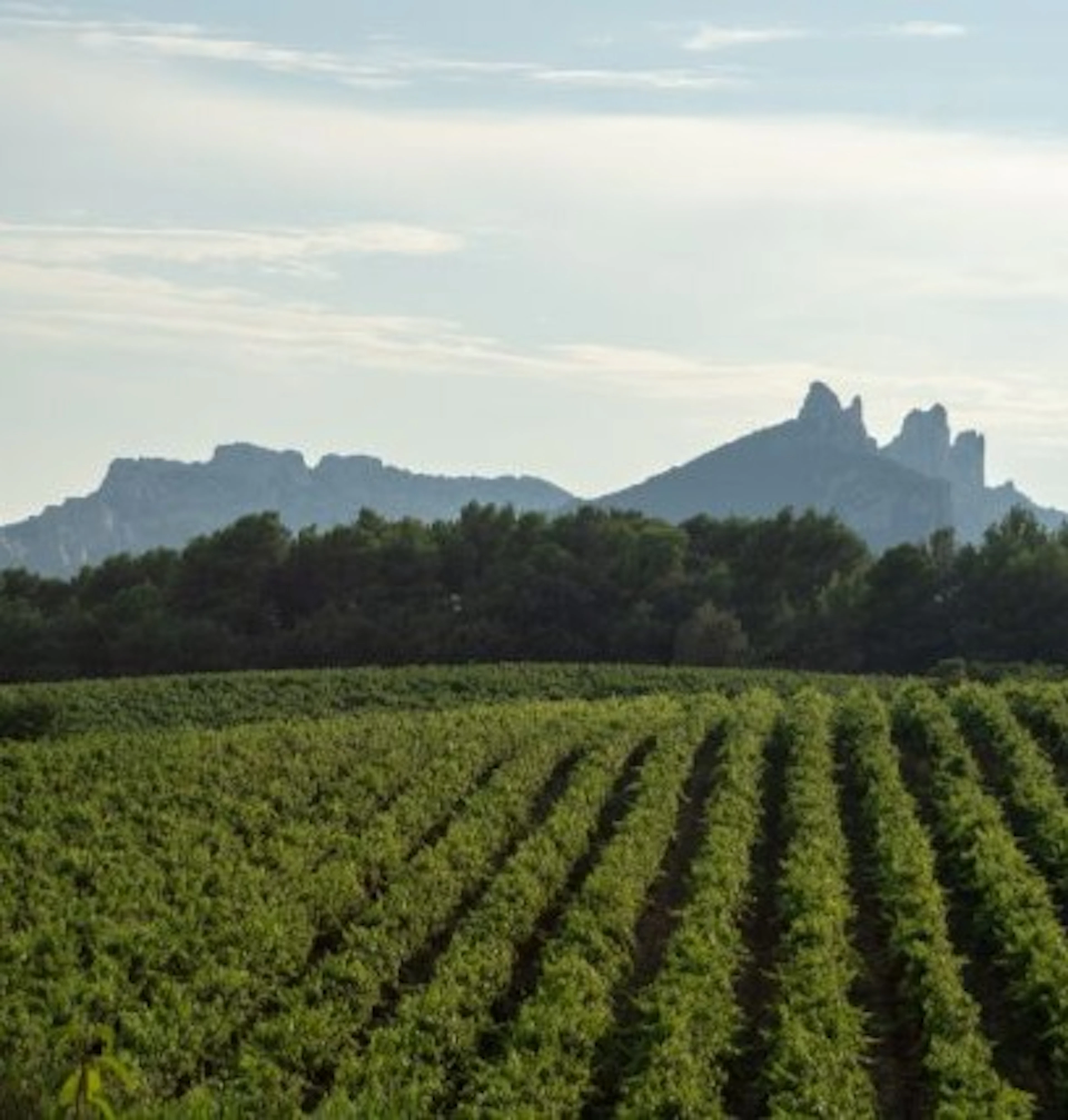 gigondas