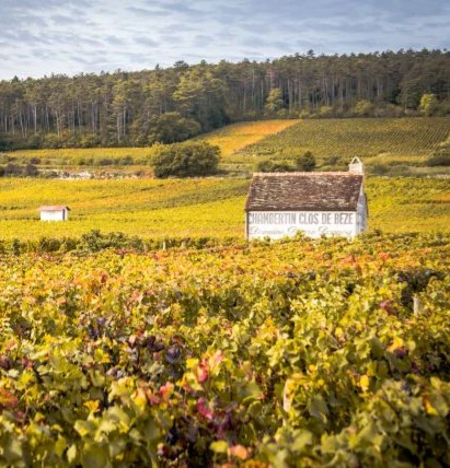 chambertin clos de bèze