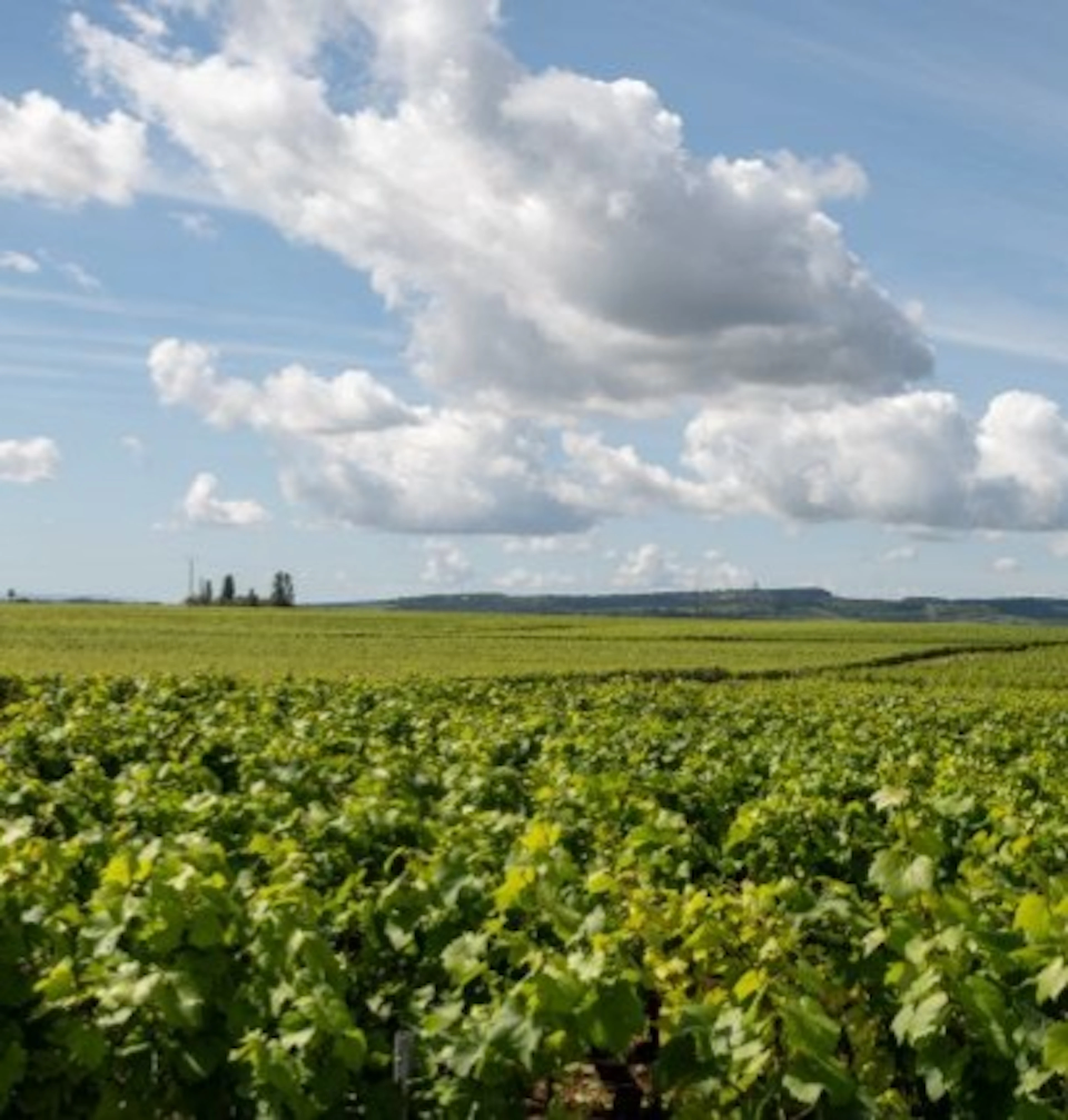 bienvenues-batard-montrachet