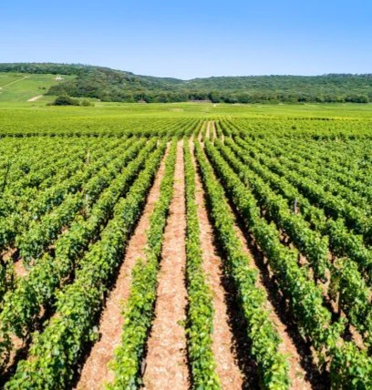 bourgogne côte chalonaise