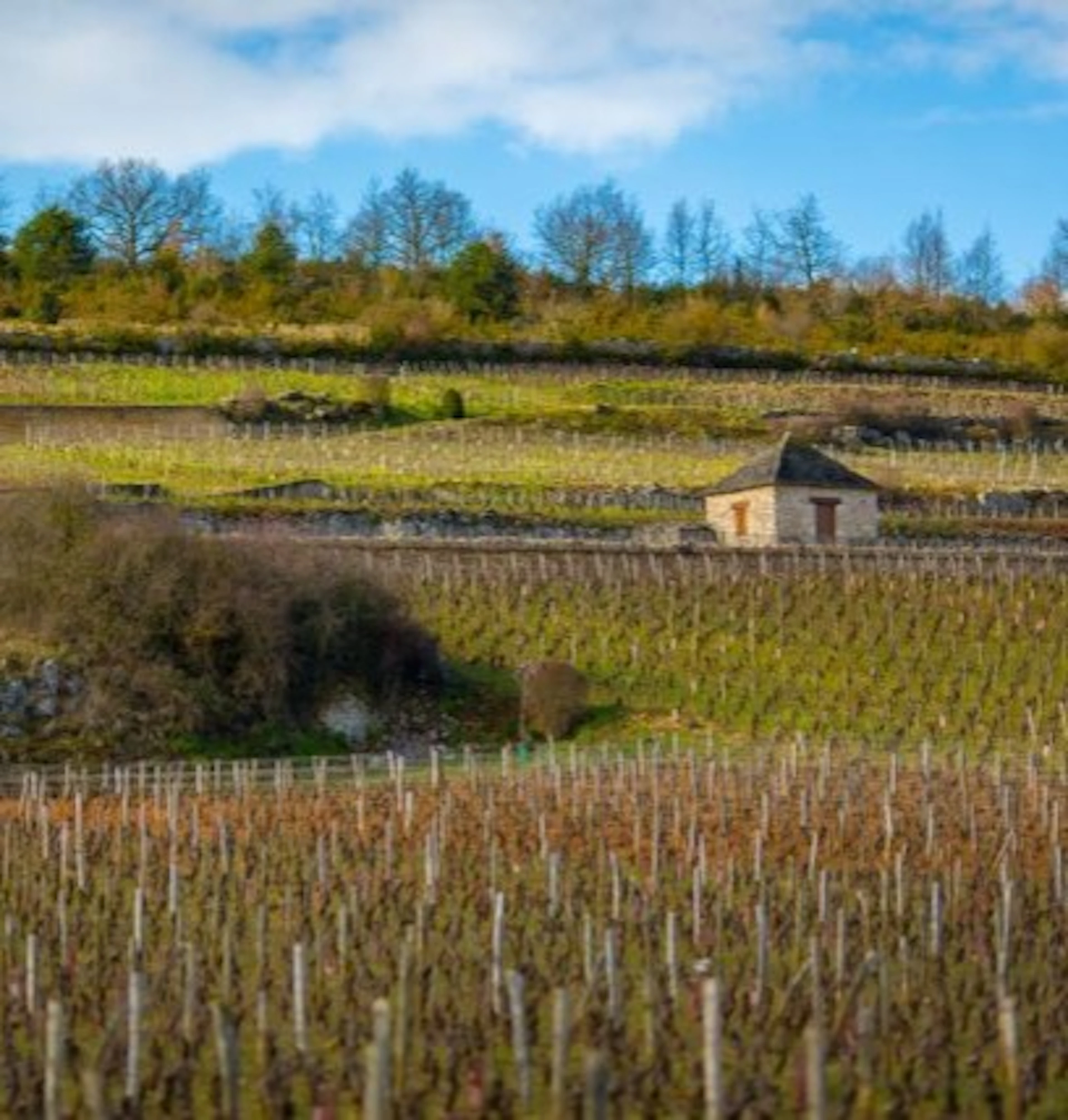 chevalier montrachet