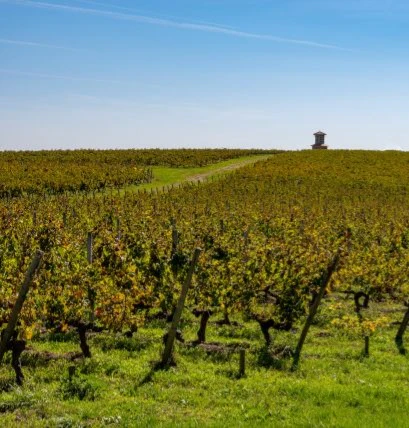clos saint-denis