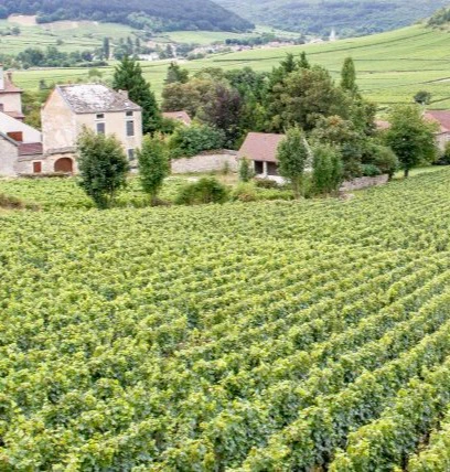 côte de beaune