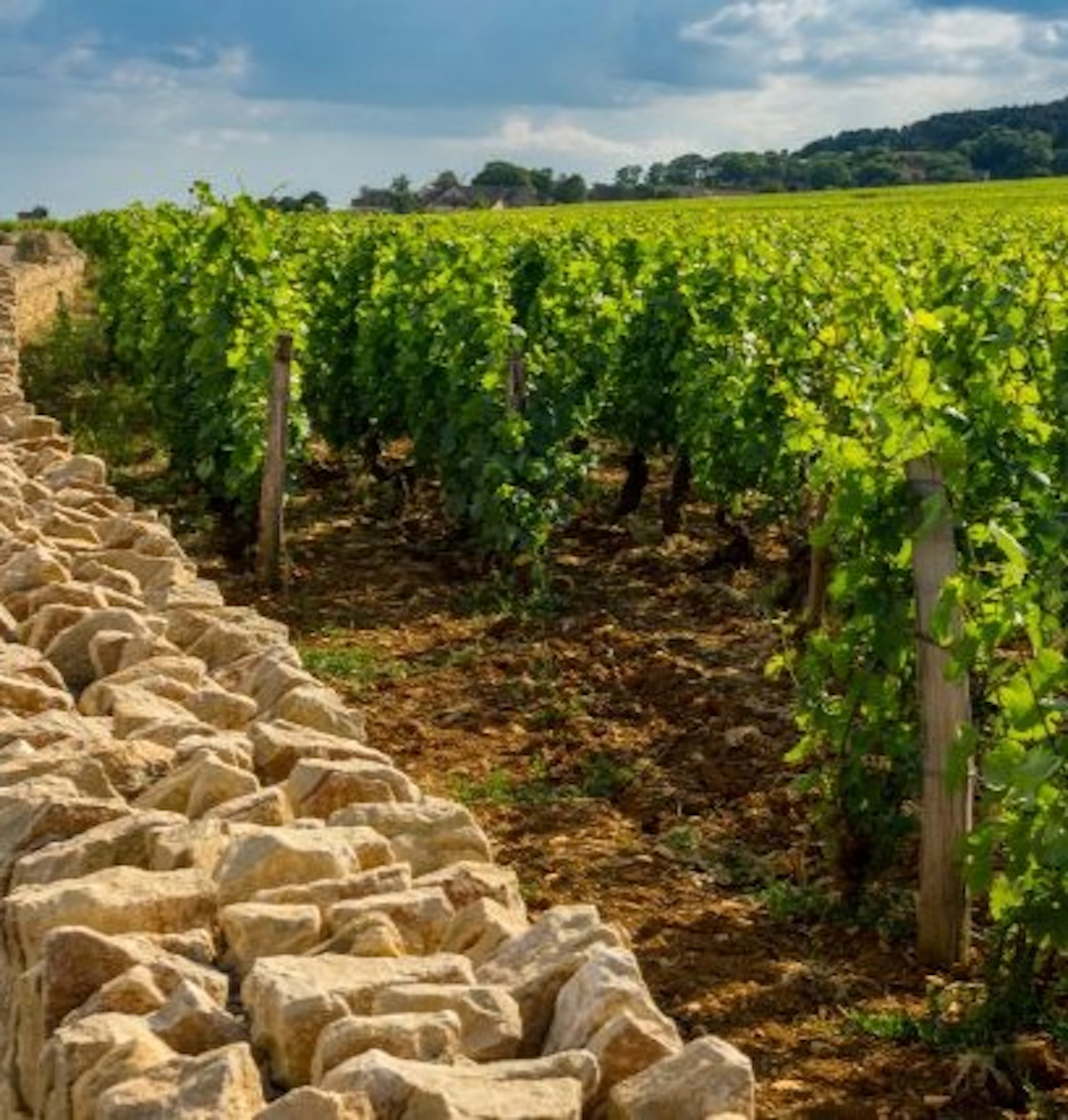 clos de tart