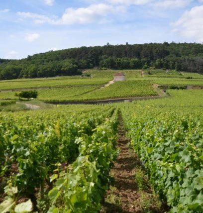 griotte chambertin