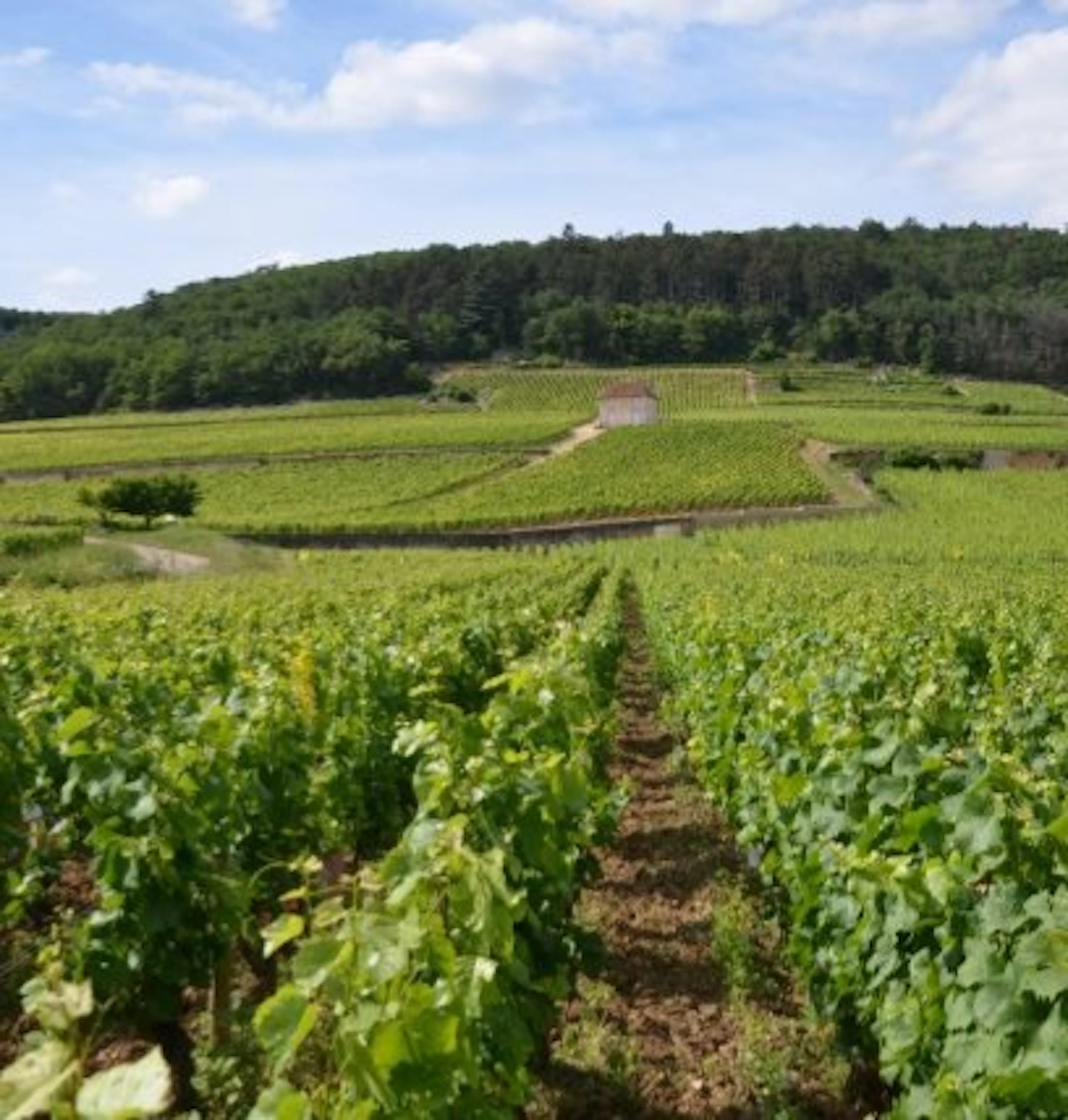 griotte chambertin