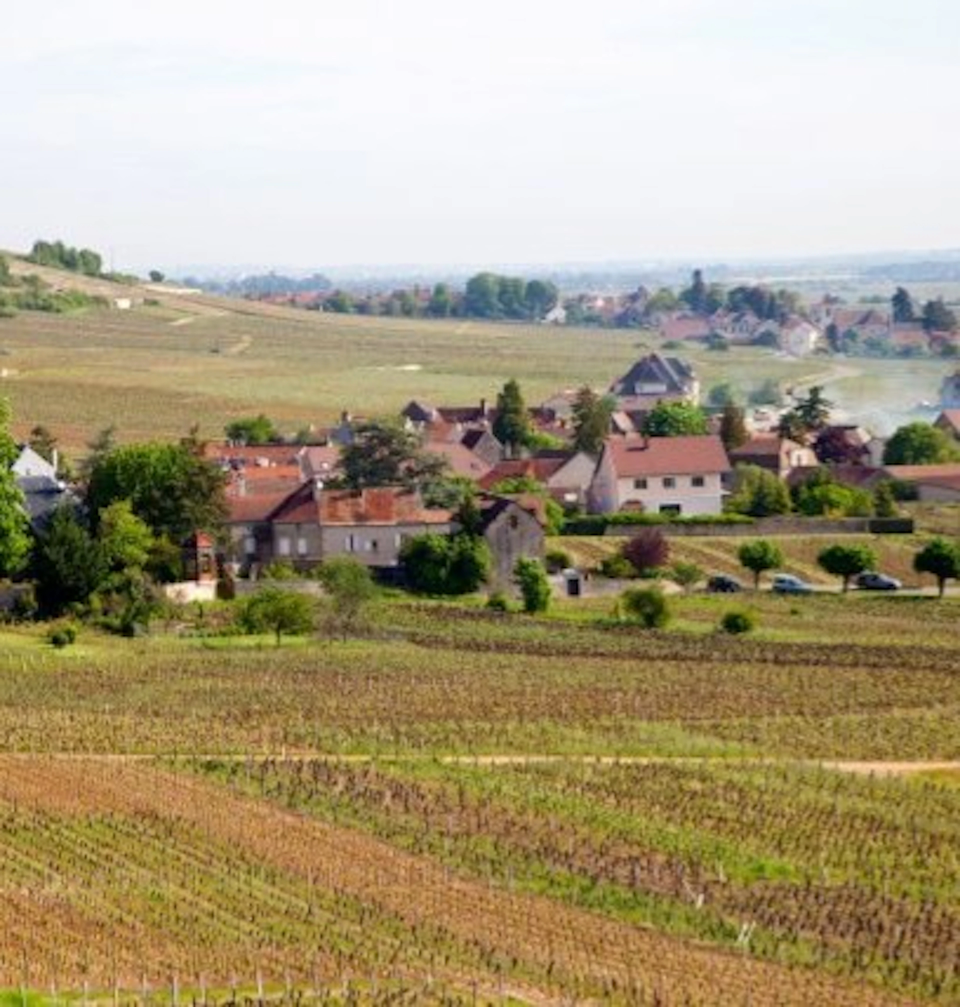 musigny