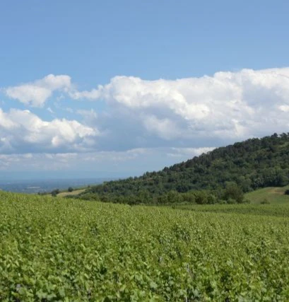 pouilly vinzelles