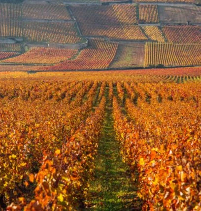 ruchottes chambertin