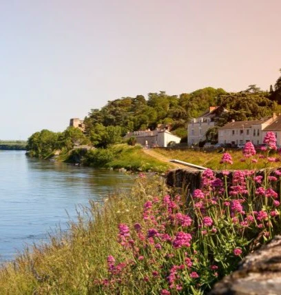 anjou