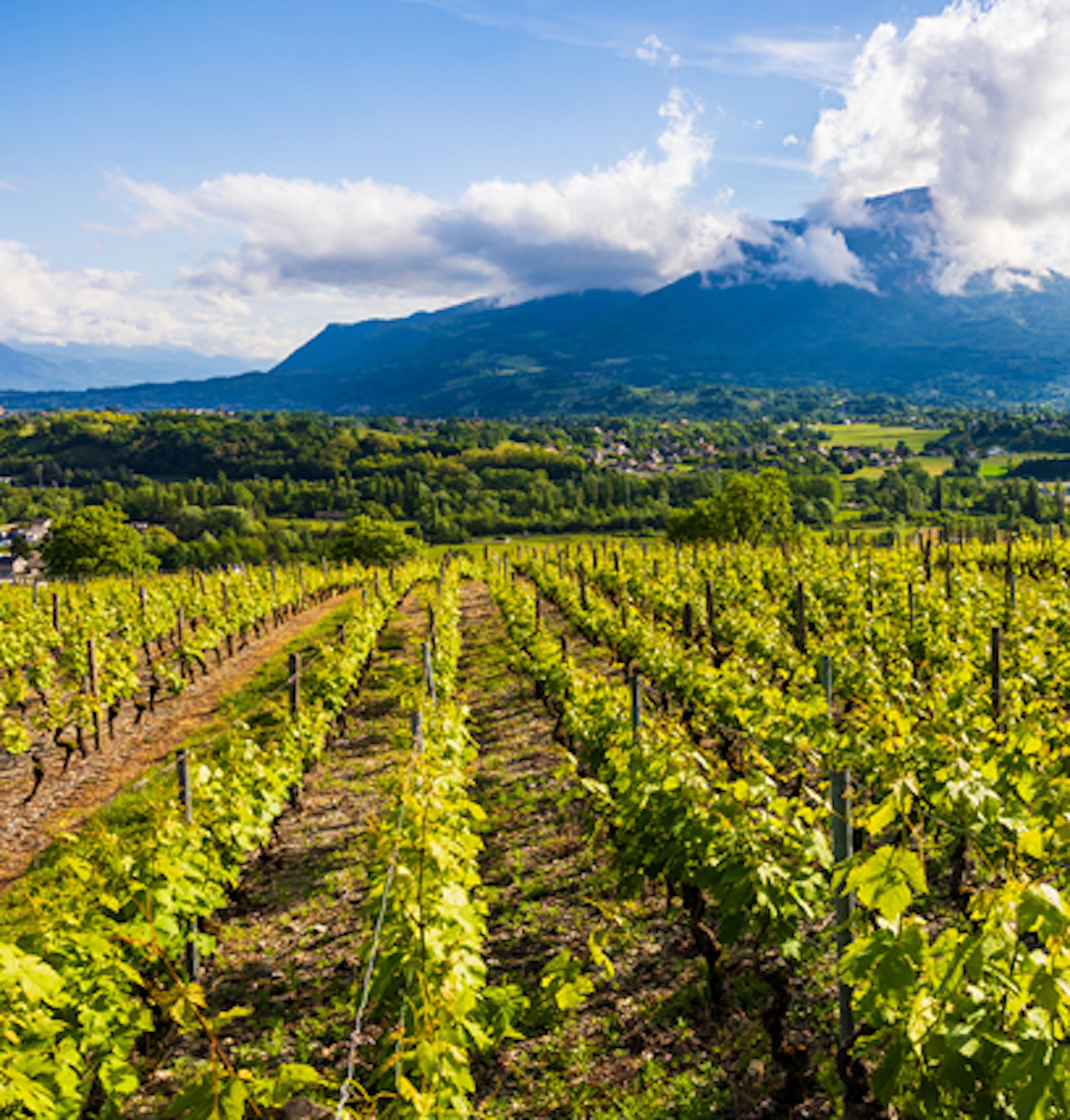 Bugey Manicle