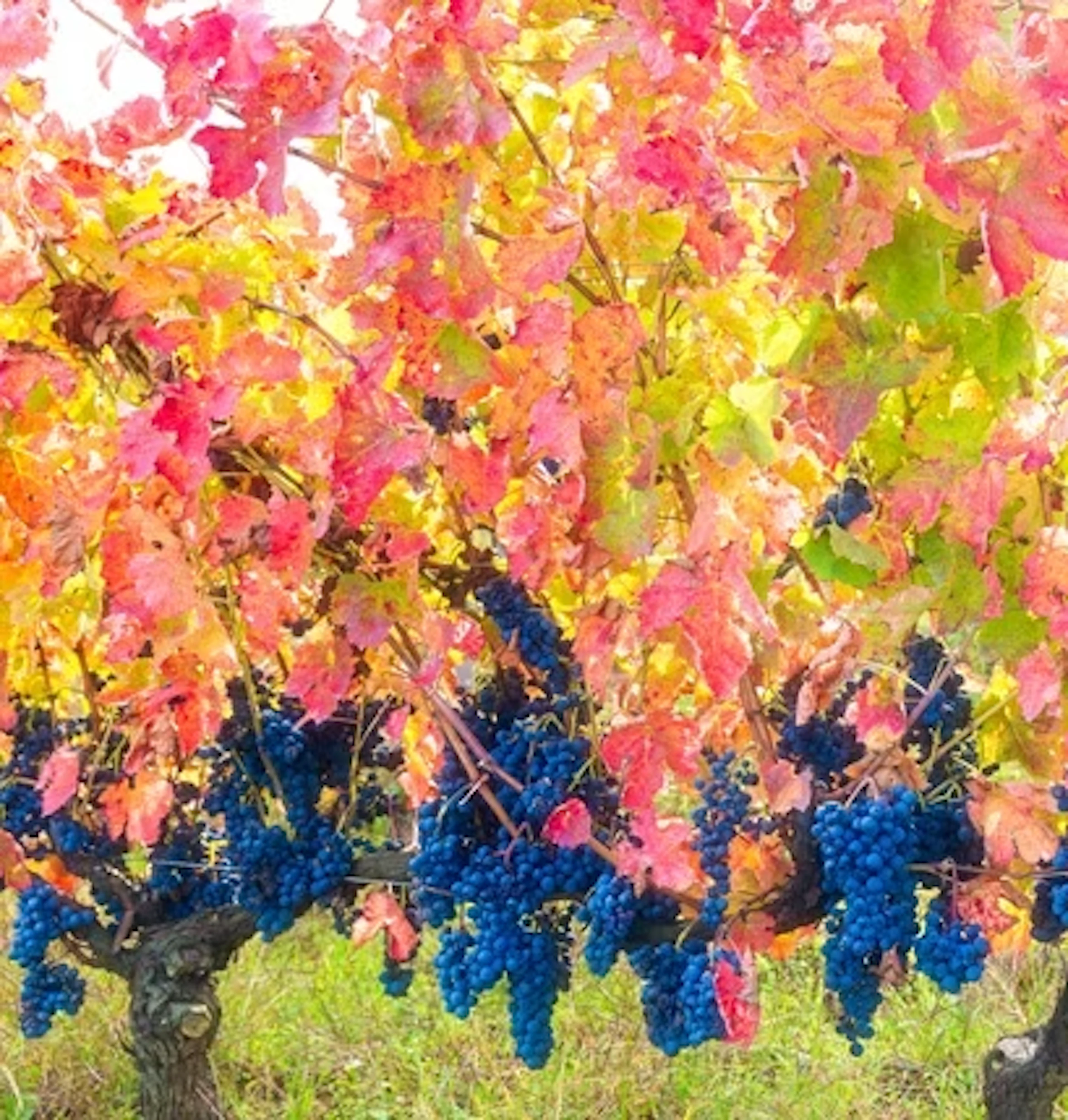 aglianico