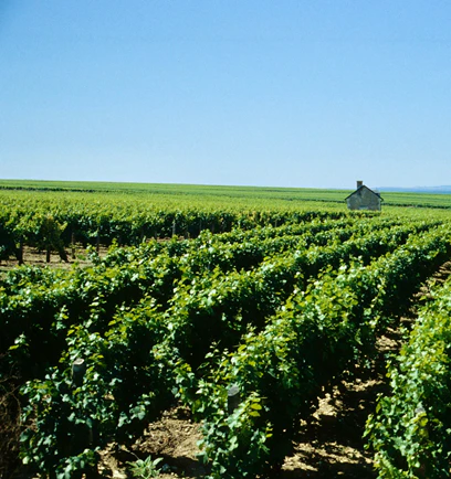 Bourgueil