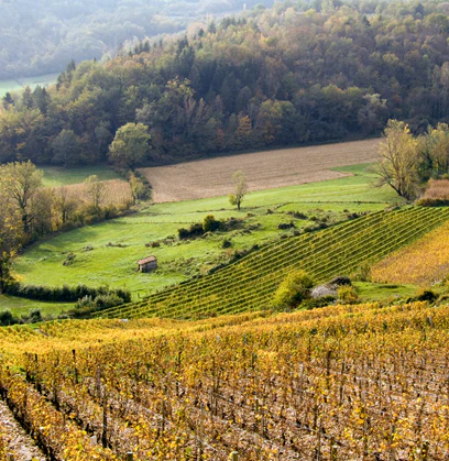 Vin de Savoie