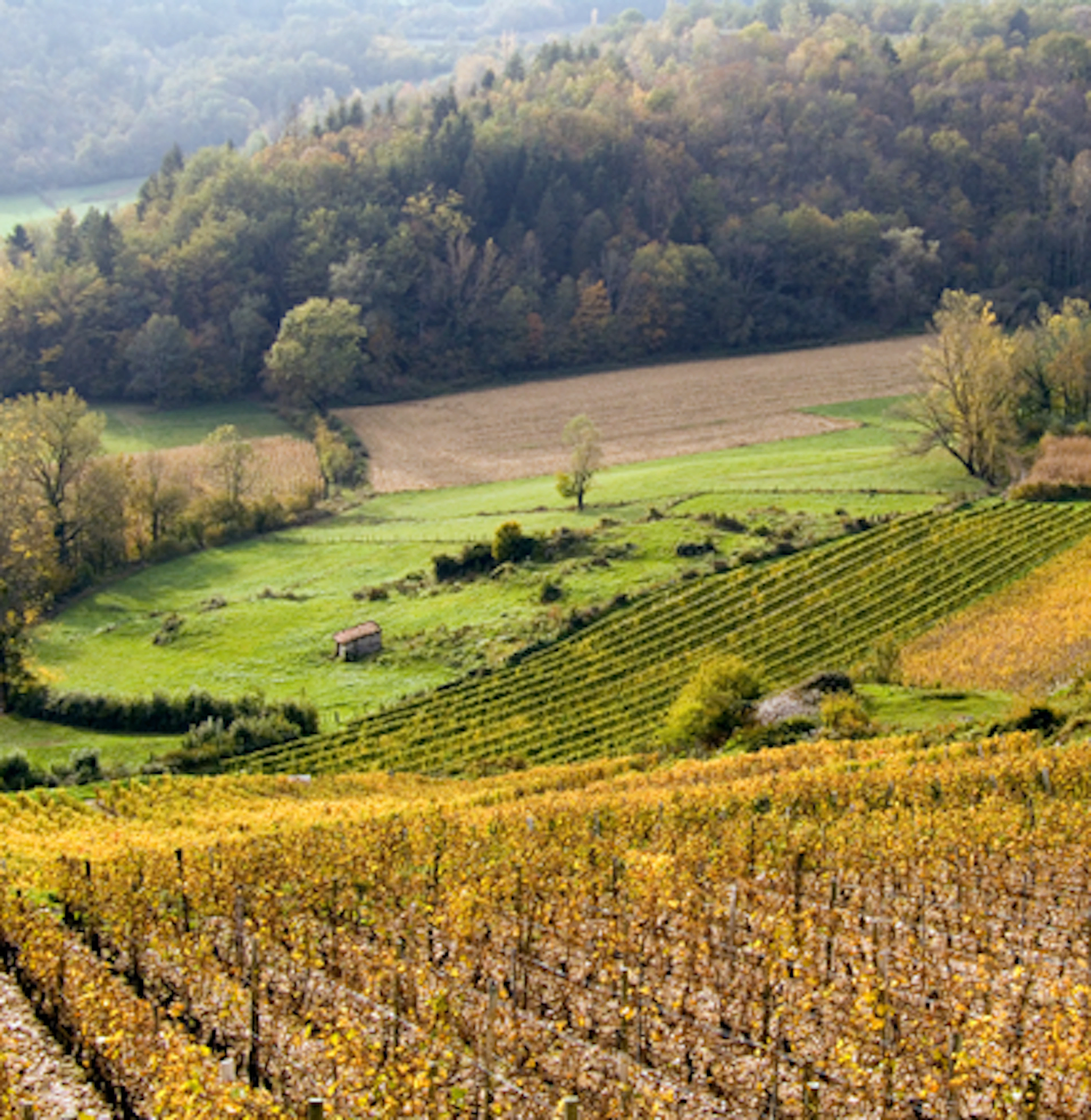 Vin de Savoie