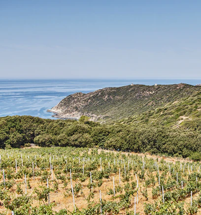 Figari