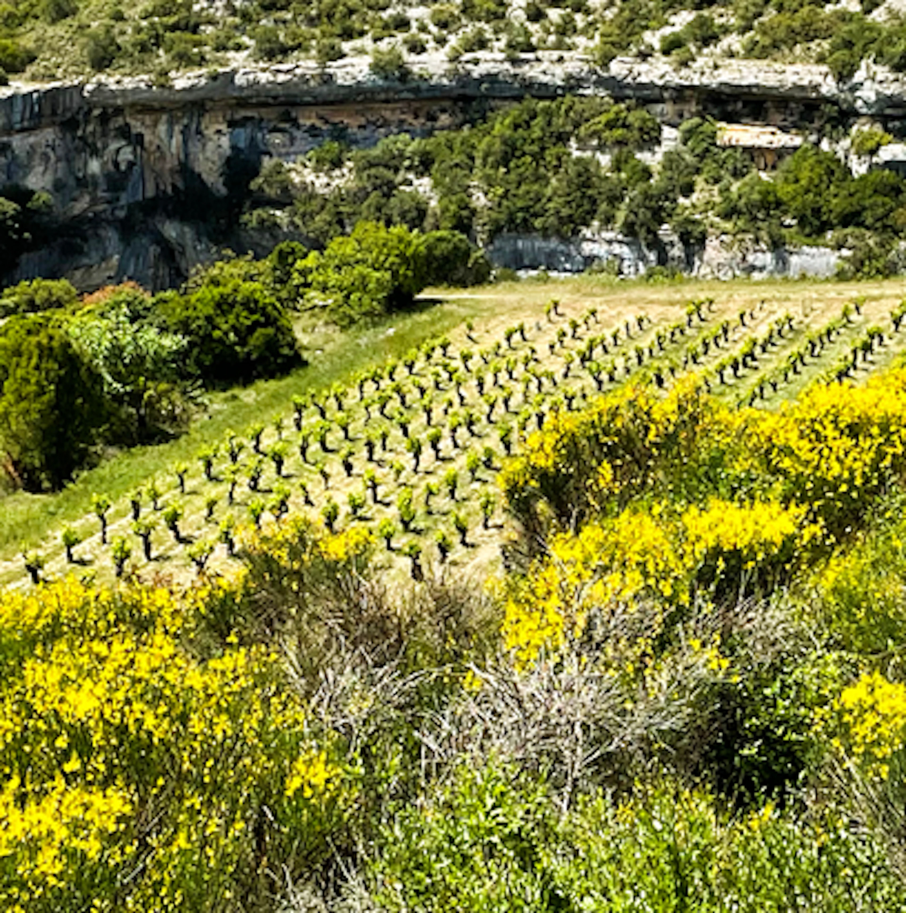 Minervois