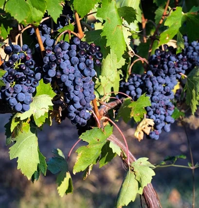 sangiovese