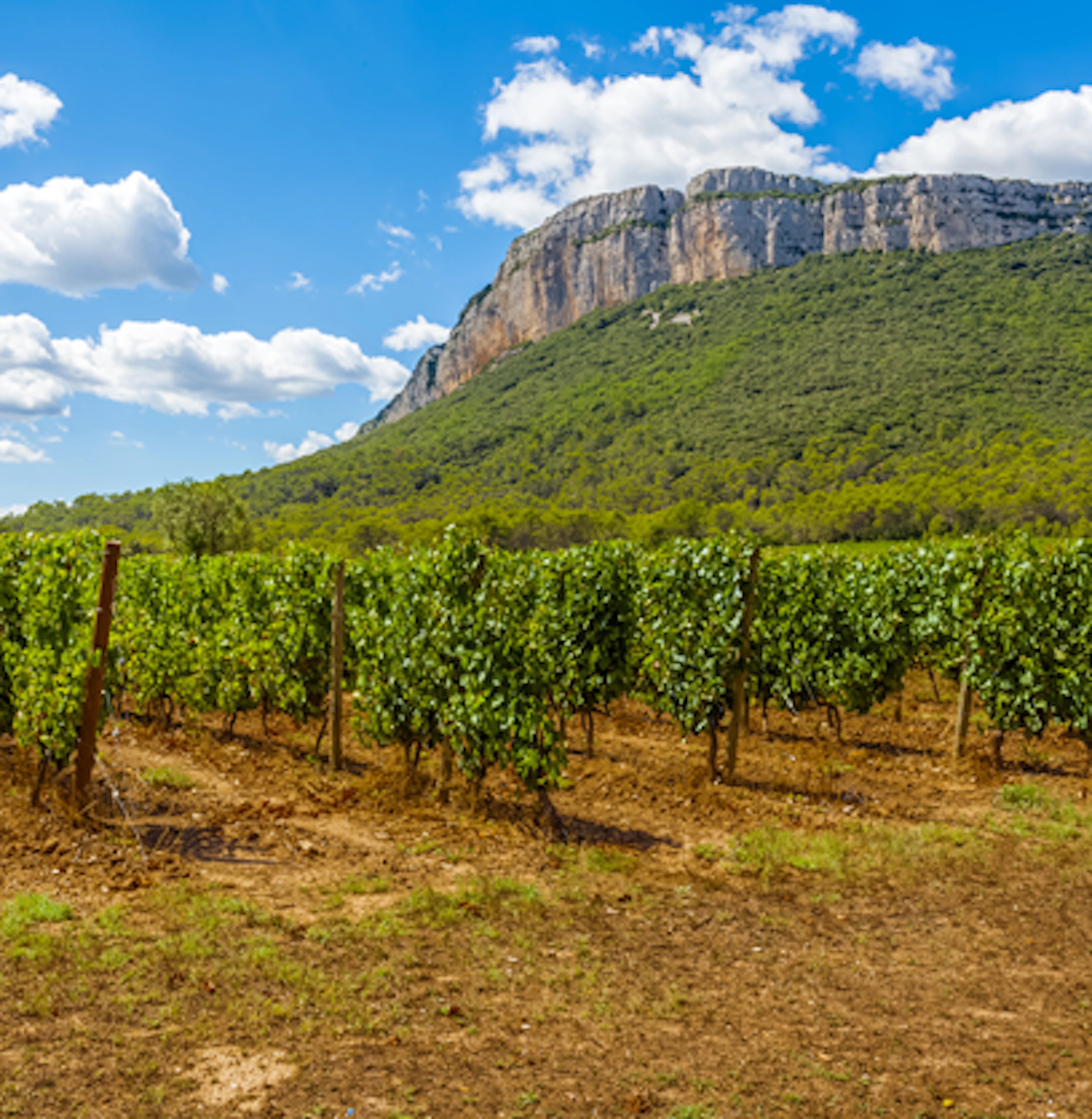 Pic Saint-Loup
