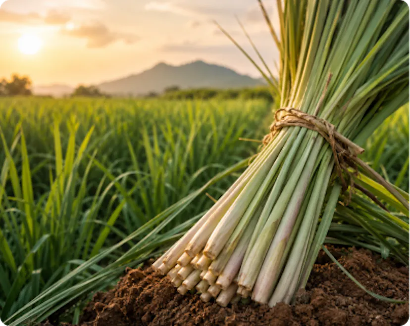 Lemongrass on fallow land project by Origin Oils Private Limited, Bronze Winner in the SME Category of the IFEAT Sustainability Awards