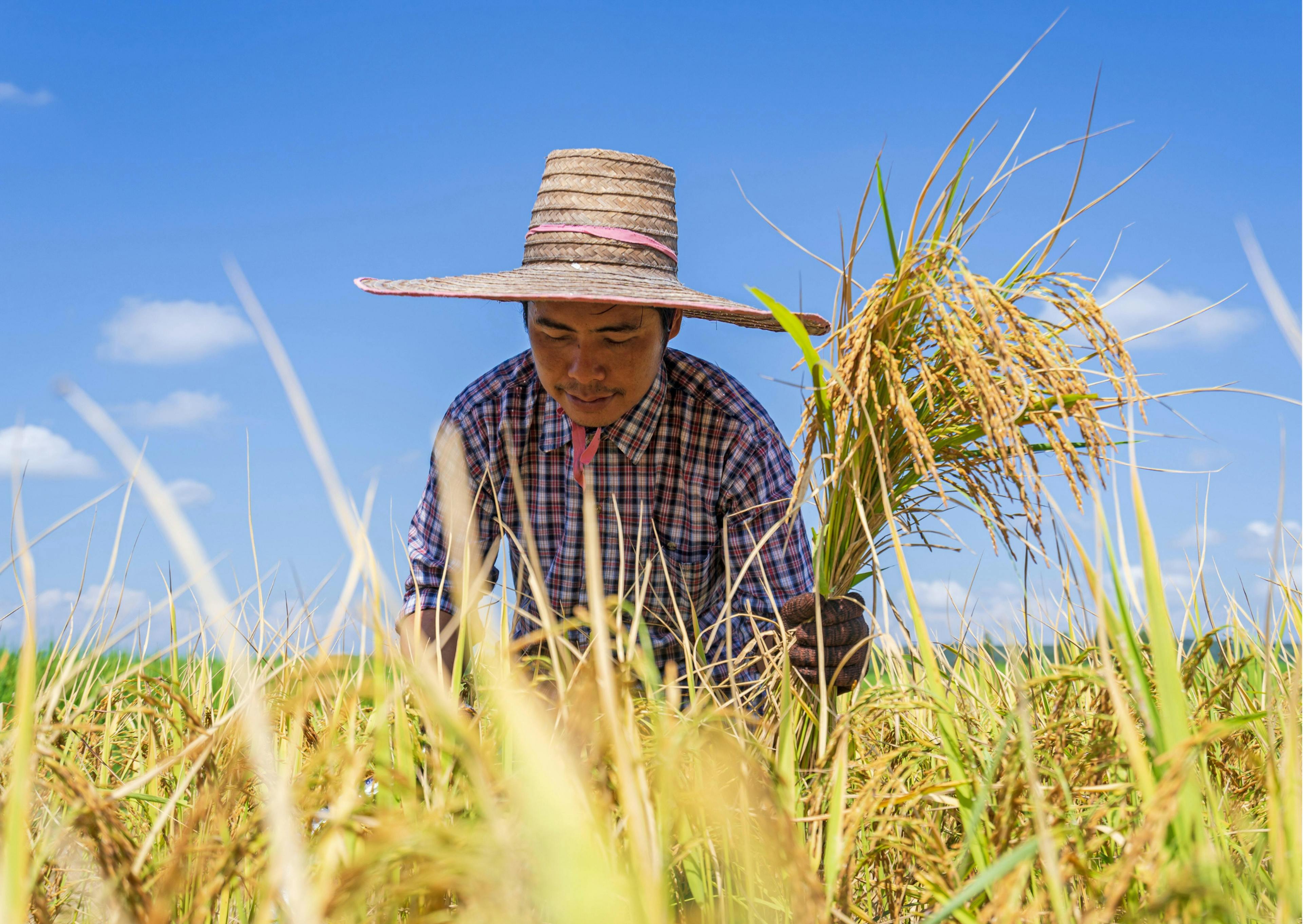 Man farming wheat