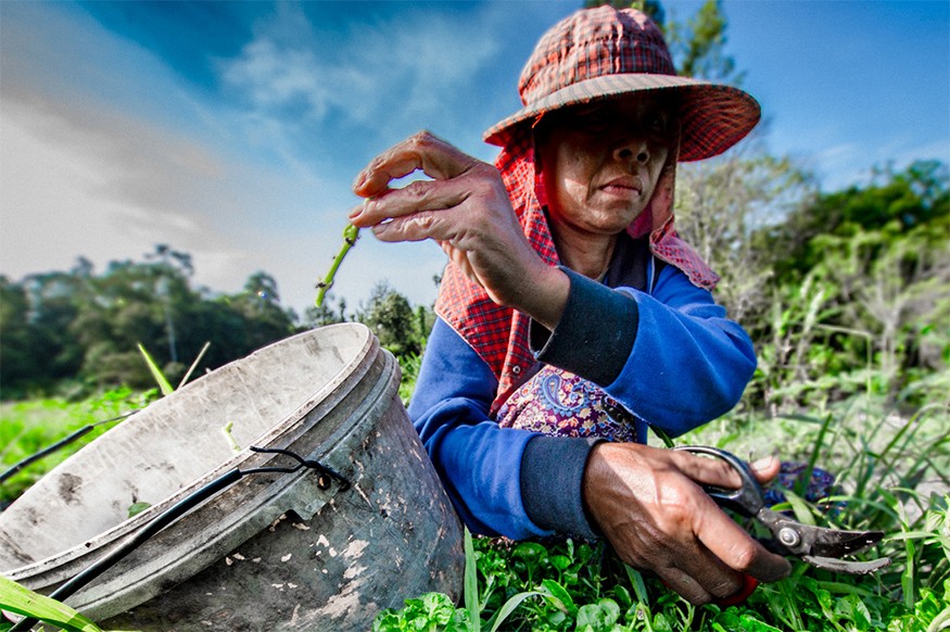 Farmer in sunhat placing plant stem in plastic bucket.