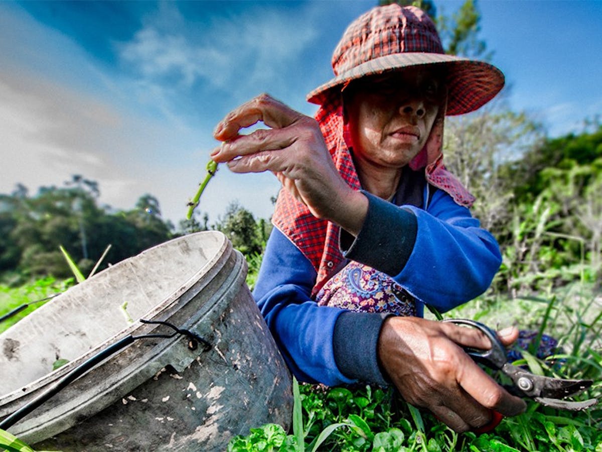 Farmer in sunhat placing plant stem in plastic bucket.