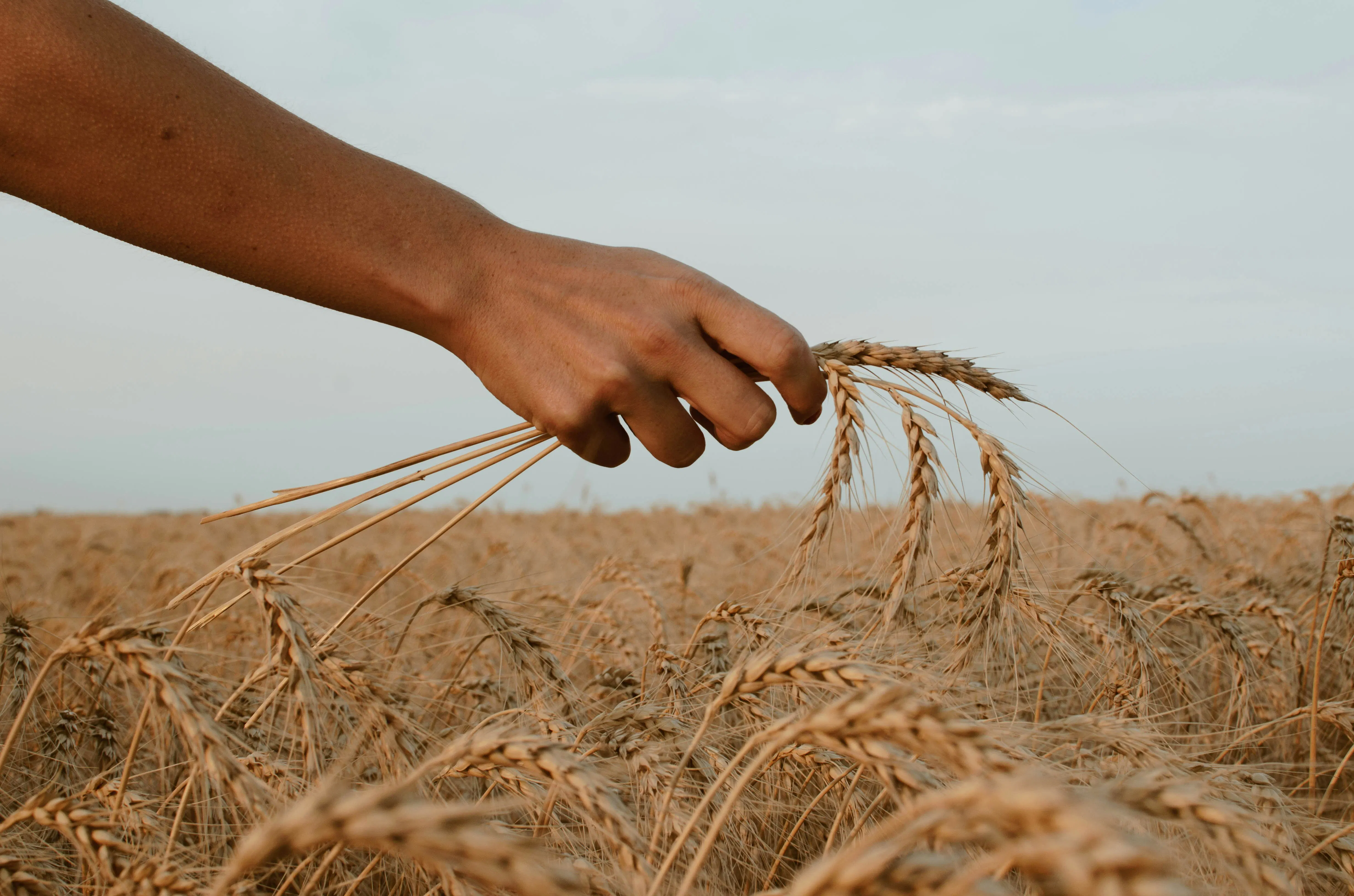 Hand Picking Wheat