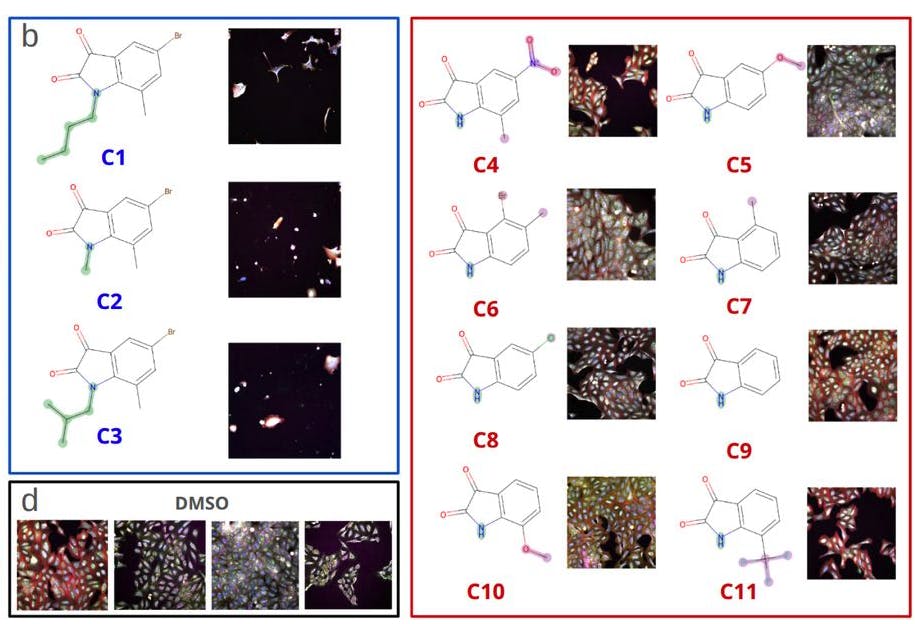 Publication: Large Scale Cell Painting Guided Compound Selection Reveals Activity Cliffs and Functional Relationships