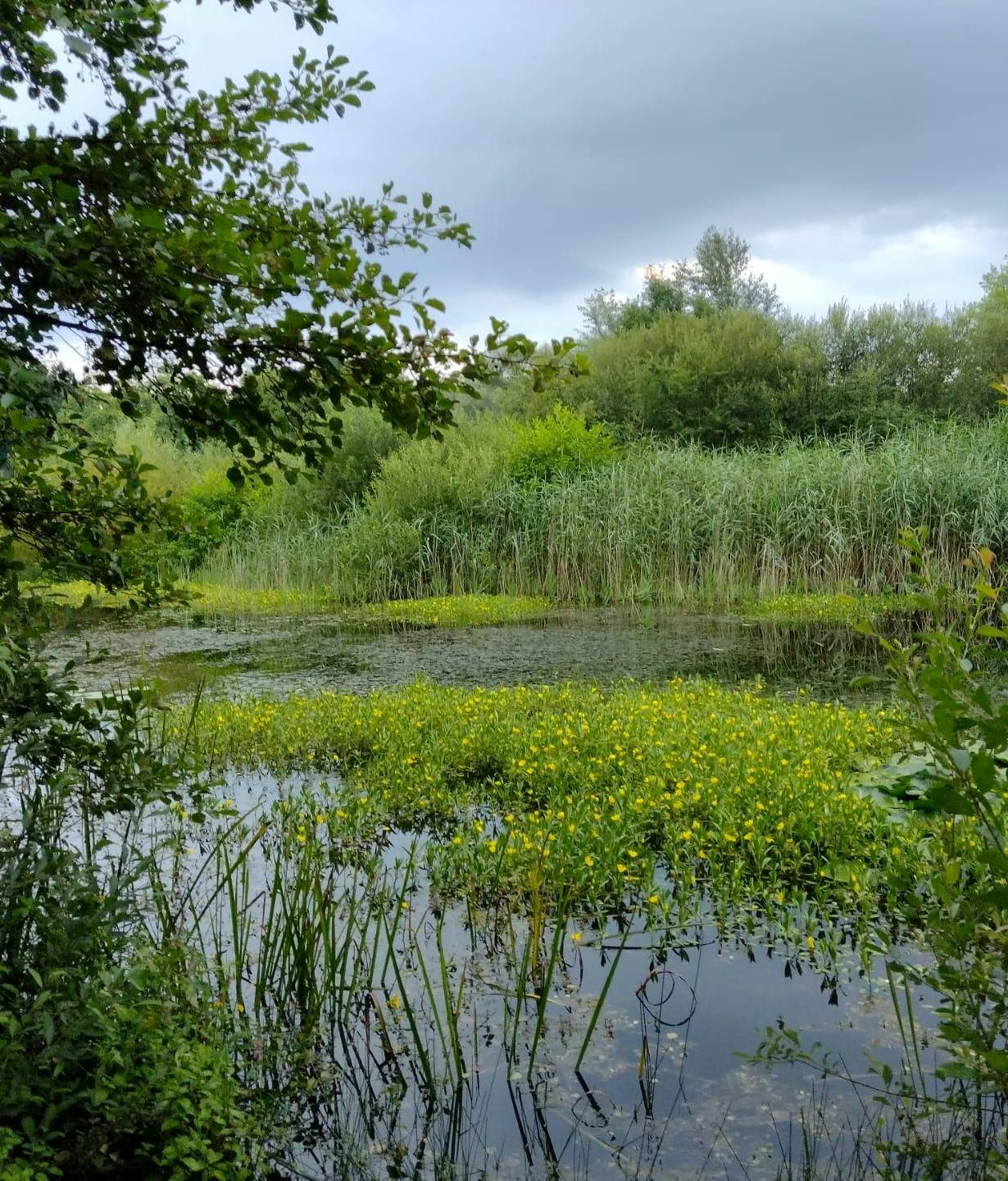 natuur in Kasterlee, waar het gebouw staat van Il Cielo om te vergaderen met zicht op de natuur.