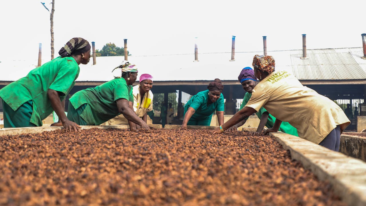 Zakaria Adama Lacera y cinco trabajadoras ponen las nueces de karité marrones secar. (Octubre 2023)