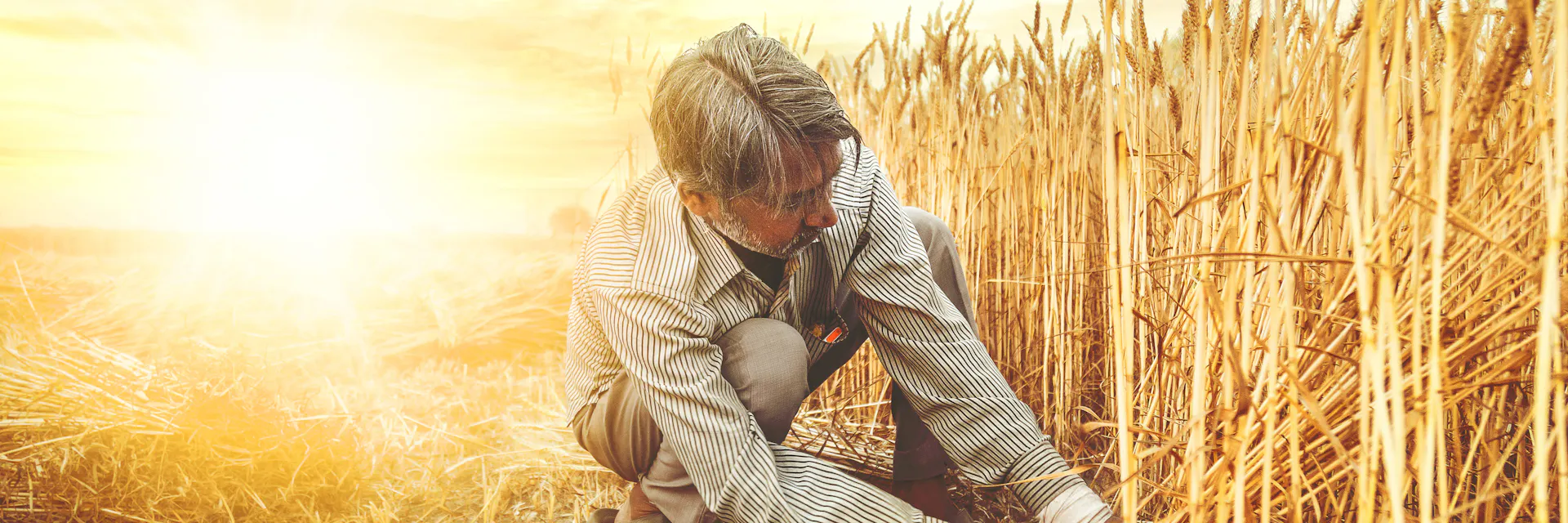 An Indian man cuts wheat with a sickle and under a strong sun; Haryana; India