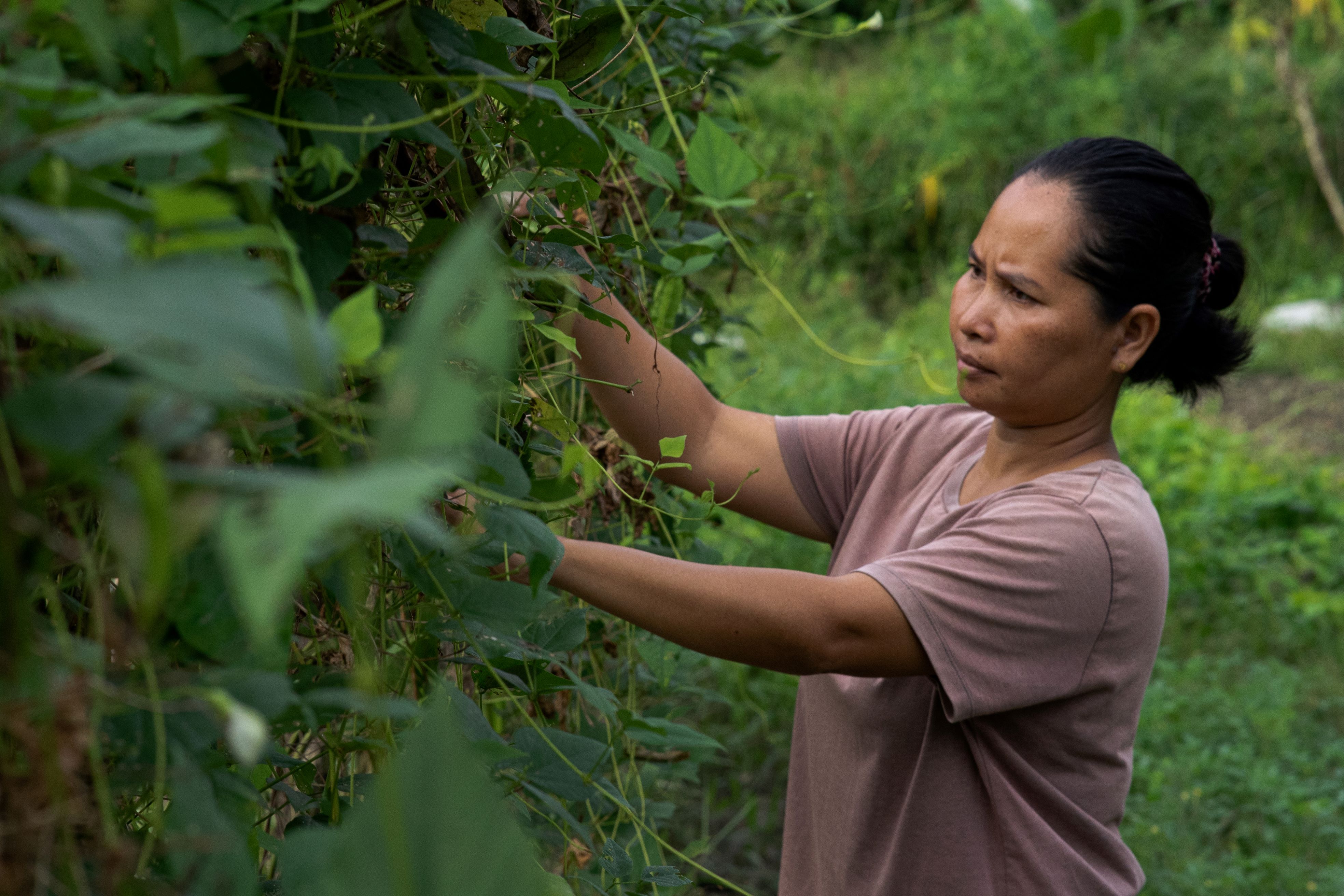Maimun vérifie les perches de haricots.