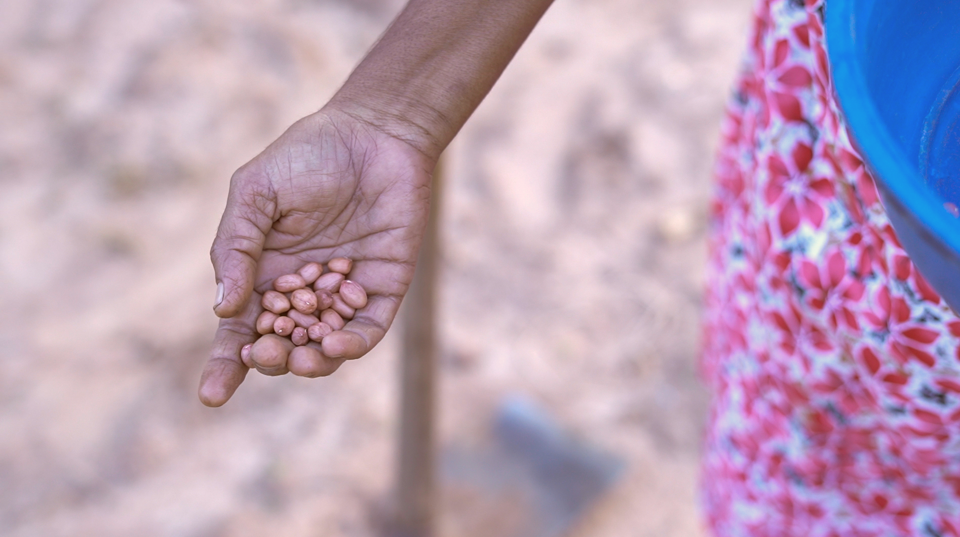 A close-up of Veronica's hand, which holds groundnuts.