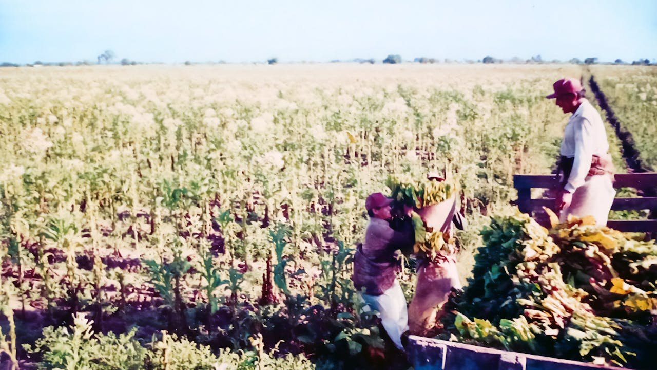 Teenage Daniel carries a large bundle of tobacco leaves, which he is about to dump into the back of a truck.  A man stands at the back of the truck and watches.  They are in a tobacco field. 
