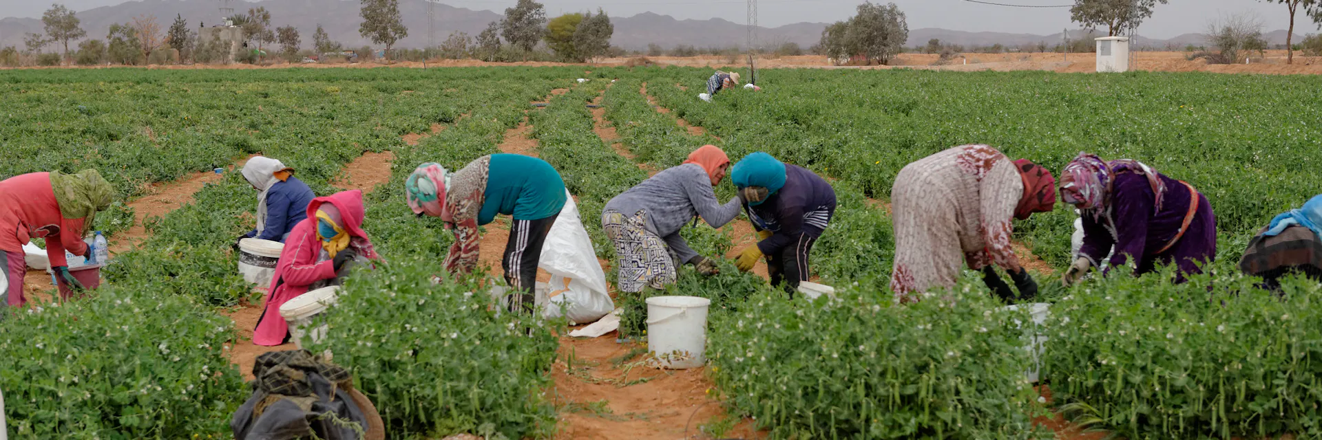 Des femmes tunisiennes travaillent dans un champ.