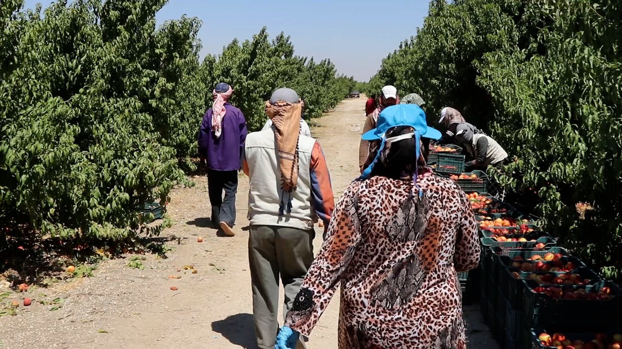 Syrian refugee Fatima and her husband walk toward other farm workers who pick peaches at a farm in Jordan.