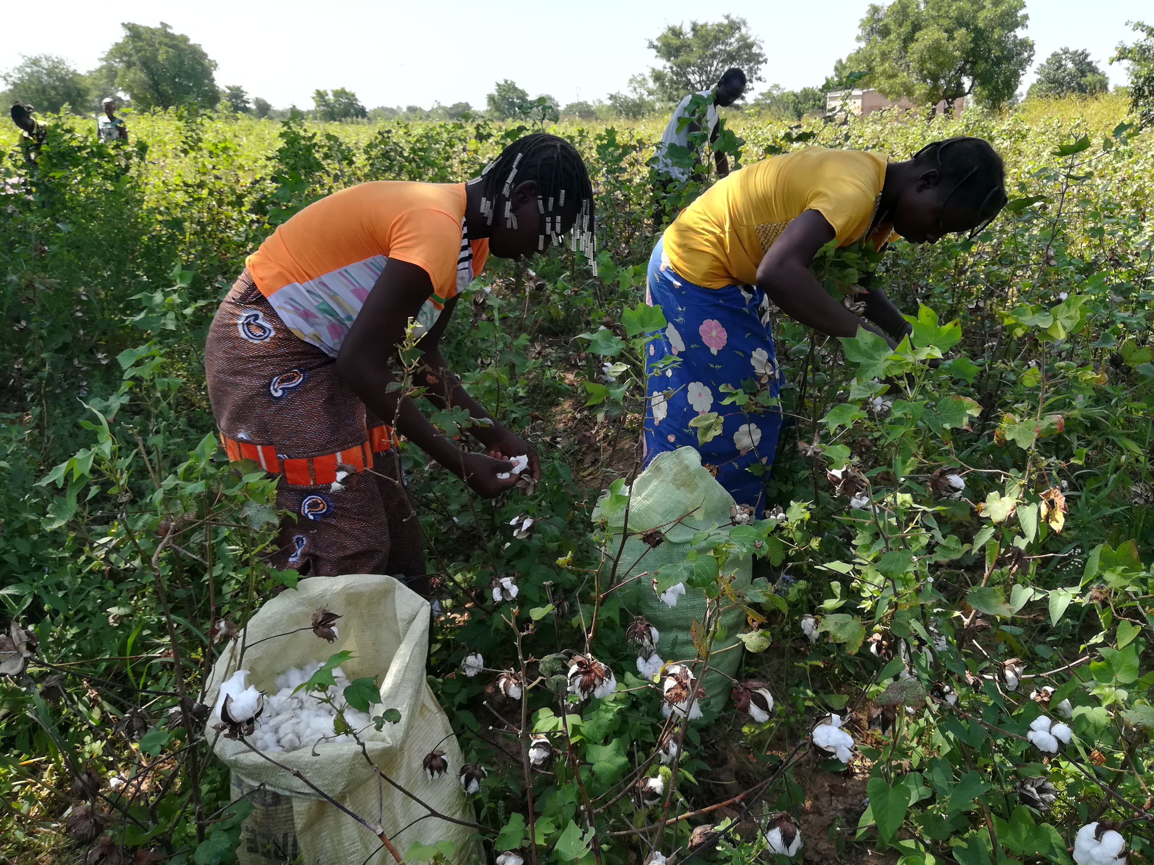Women at work harvesting cotton in a field in Burkina Faso.